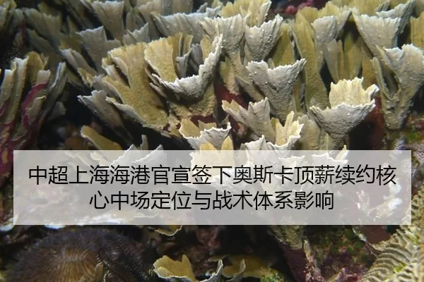 中超上海海港官宣签下奥斯卡顶薪续约核心中场定位与战术体系影响